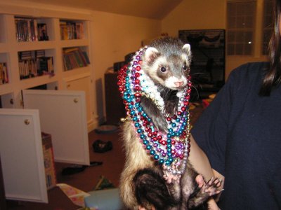 ./2005/Ferrets/thumbFerrets